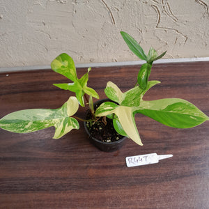#R447 Philodendron Florida Beauty