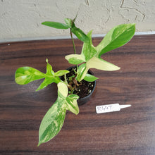 Load image into Gallery viewer, #R447 Philodendron Florida Beauty