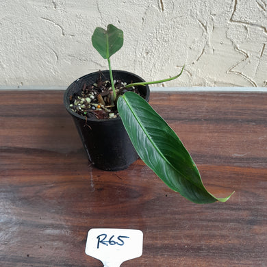 #R65 Philodendron Patriciae