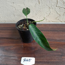 Load image into Gallery viewer, #R65 Philodendron Patriciae