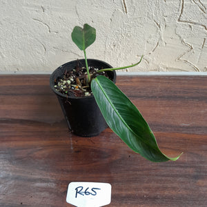 #R65 Philodendron Patriciae