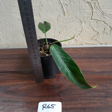 Load image into Gallery viewer, #R65 Philodendron Patriciae