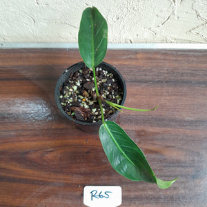#R65 Philodendron Patriciae