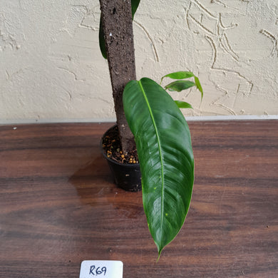 #R69 Two x Headed Philodendron Patriciae