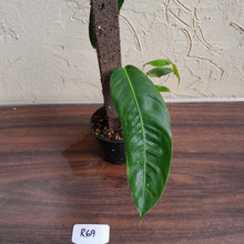 Load image into Gallery viewer, #R69 Two x Headed Philodendron Patriciae