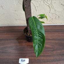 Load image into Gallery viewer, #R69 Two x Headed Philodendron Patriciae