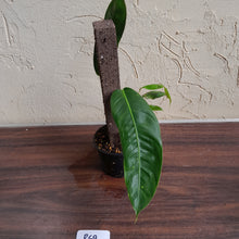 Load image into Gallery viewer, #R69 Two x Headed Philodendron Patriciae
