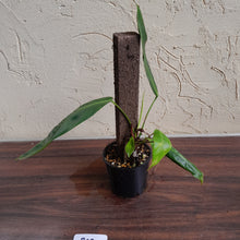 Load image into Gallery viewer, #R69 Two x Headed Philodendron Patriciae