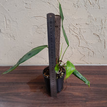 Load image into Gallery viewer, #R69 Two x Headed Philodendron Patriciae