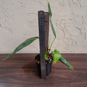 #R69 Two x Headed Philodendron Patriciae