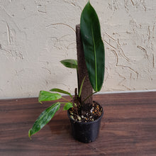 Load image into Gallery viewer, #R69 Two x Headed Philodendron Patriciae