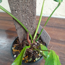 Load image into Gallery viewer, #R69 Two x Headed Philodendron Patriciae