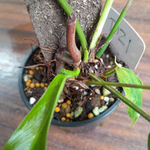 Load image into Gallery viewer, #R69 Two x Headed Philodendron Patriciae