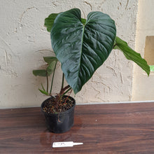 Load image into Gallery viewer, #R773 Large Philodendron Majestic