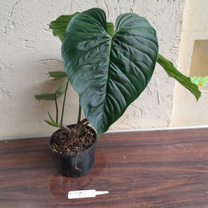 #R773 Large Philodendron Majestic