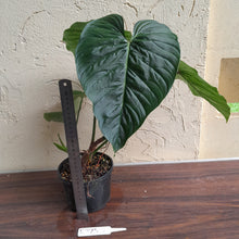 Load image into Gallery viewer, #R773 Large Philodendron Majestic