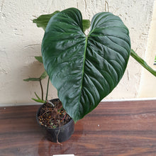 Load image into Gallery viewer, #R773 Large Philodendron Majestic