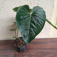 Load image into Gallery viewer, #R773 Large Philodendron Majestic