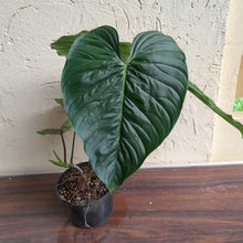 Load image into Gallery viewer, #R773 Large Philodendron Majestic