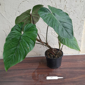 #R773 Large Philodendron Majestic