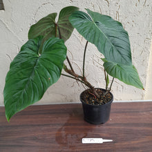 Load image into Gallery viewer, #R773 Large Philodendron Majestic