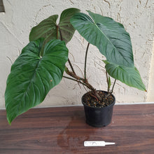 Load image into Gallery viewer, #R773 Large Philodendron Majestic