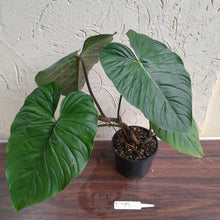 Load image into Gallery viewer, #R773 Large Philodendron Majestic