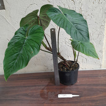 Load image into Gallery viewer, #R773 Large Philodendron Majestic