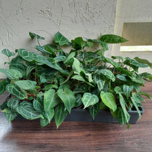 Load image into Gallery viewer, Tray of Anthurium Crystallinum x - 27 x Pots - Lots of Multi-Planted