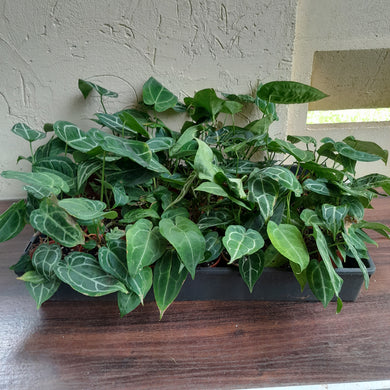 Tray of Anthurium Crystallinum x - 27 x Pots - Lots of Multi-Planted