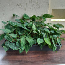 Load image into Gallery viewer, Tray of Anthurium Crystallinum x - 27 x Pots - Lots of Multi-Planted