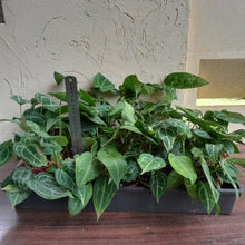 Load image into Gallery viewer, Tray of Anthurium Crystallinum x - 27 x Pots - Lots of Multi-Planted