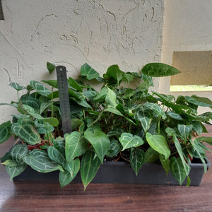 Tray of Anthurium Crystallinum x - 27 x Pots - Lots of Multi-Planted