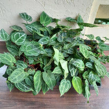 Load image into Gallery viewer, Tray of Anthurium Crystallinum x - 27 x Pots - Lots of Multi-Planted