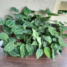 Load image into Gallery viewer, Tray of Anthurium Crystallinum x - 27 x Pots - Lots of Multi-Planted