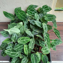 Load image into Gallery viewer, Tray of Anthurium Crystallinum x - 27 x Pots - Lots of Multi-Planted