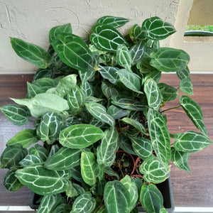 Tray of Anthurium Crystallinum x - 27 x Pots - Lots of Multi-Planted