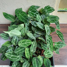 Load image into Gallery viewer, Tray of Anthurium Crystallinum x - 27 x Pots - Lots of Multi-Planted