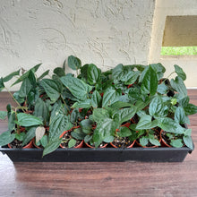 Load image into Gallery viewer, Tray of Anthurium Papillilaminum x Luxurians - 28 x Pots - Lots of Multi-Planted
