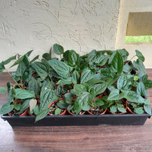 Load image into Gallery viewer, Tray of Anthurium Papillilaminum x Luxurians - 28 x Pots - Lots of Multi-Planted