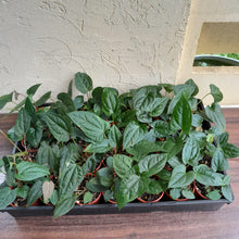Load image into Gallery viewer, Tray of Anthurium Papillilaminum x Luxurians - 28 x Pots - Lots of Multi-Planted