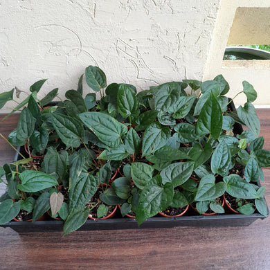 Tray of Anthurium Papillilaminum x Luxurians - 28 x Pots - Lots of Multi-Planted