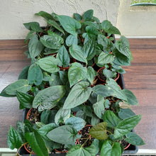 Load image into Gallery viewer, Tray of Anthurium Papillilaminum x Luxurians - 28 x Pots - Lots of Multi-Planted