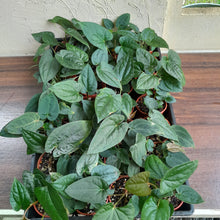 Load image into Gallery viewer, Tray of Anthurium Papillilaminum x Luxurians - 28 x Pots - Lots of Multi-Planted