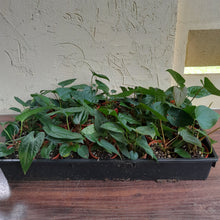 Load image into Gallery viewer, Tray of Anthurium Papillilaminum x Luxurians - 28 x Pots - Lots of Multi-Planted