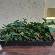 Load image into Gallery viewer, Tray of Anthurium Papillilaminum x Luxurians - 28 x Pots - Lots of Multi-Planted