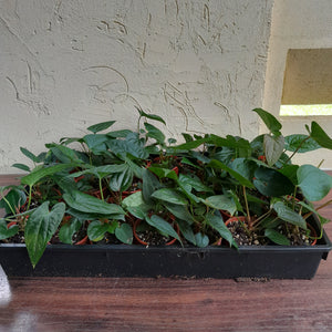 Tray of Anthurium Papillilaminum x Luxurians - 28 x Pots - Lots of Multi-Planted