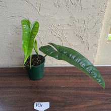 Load image into Gallery viewer, #R31 Philodendron Felix