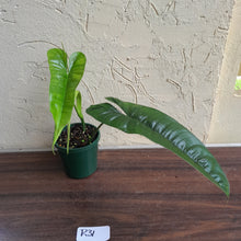 Load image into Gallery viewer, #R31 Philodendron Felix
