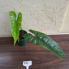 Load image into Gallery viewer, #R31 Philodendron Felix